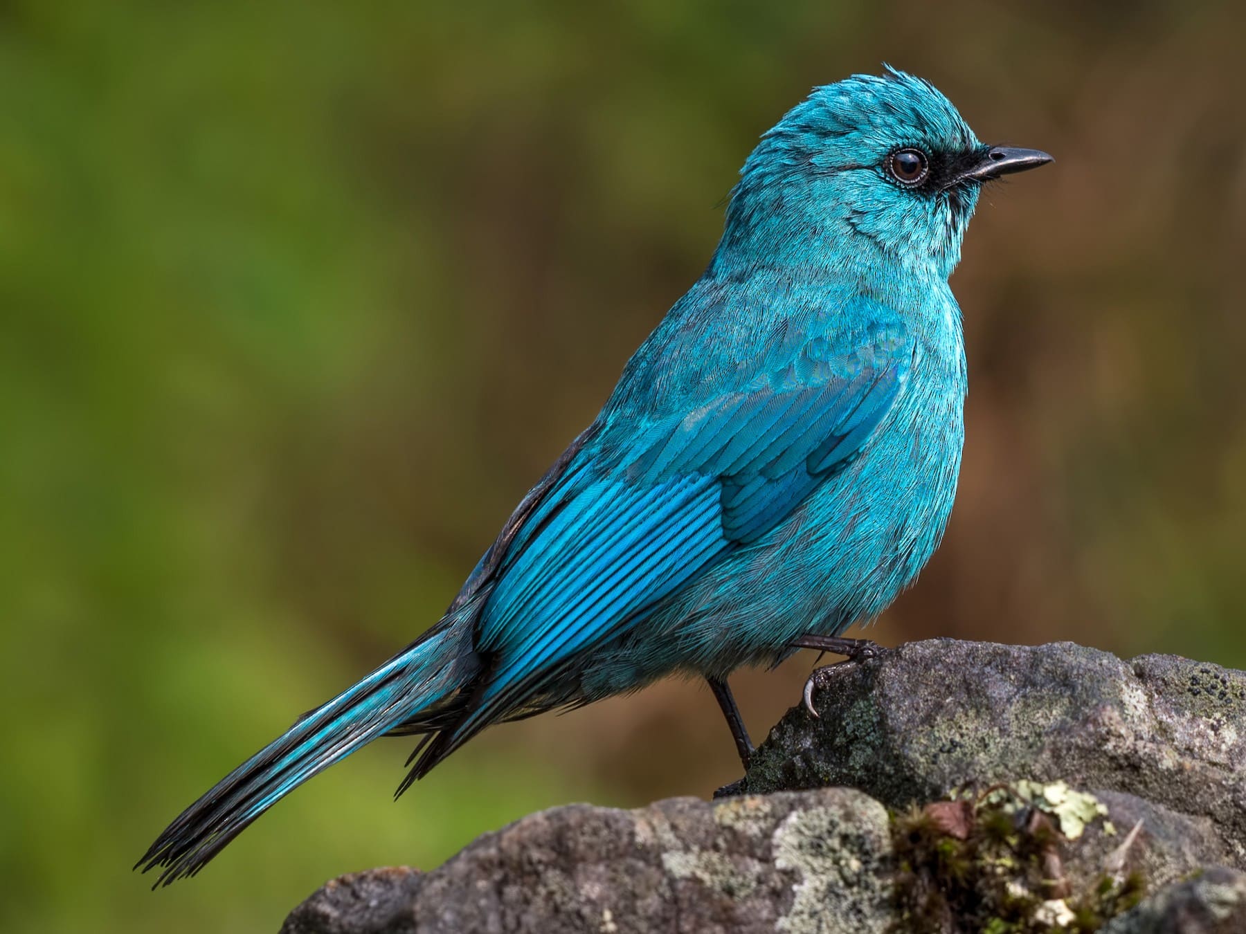 Verditer Flycatcher